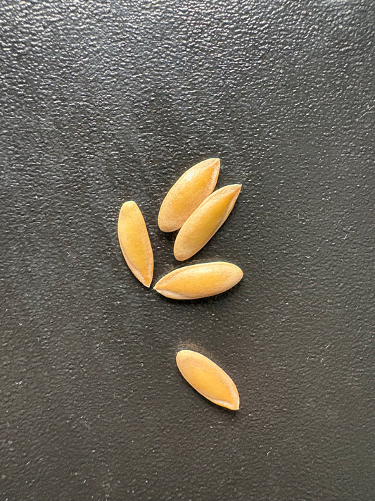 Honey Dew Seeds 5pk