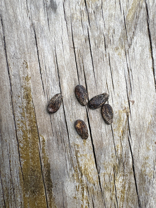 Shugar Babby Watermelon Seeds 5 pk
