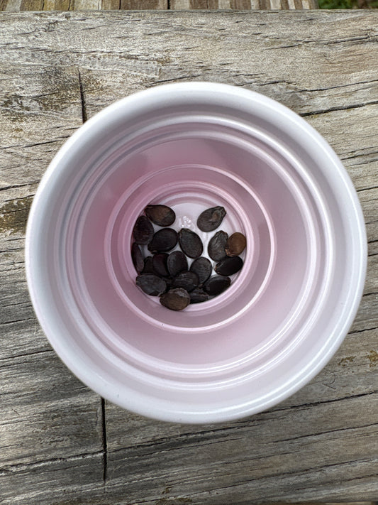 Watermelon Seeds